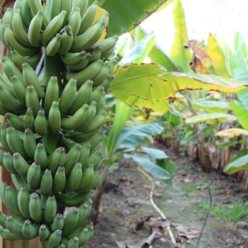 DENİZLİ’DE ATIL DURUMDAKİ DOMATES SERASININ SATIN ALAN 2 ORTAK İTHALATI VE TÜKETİMİNİN KOLAY OLDUĞU İÇİN MUZ SERASINA ÇEVİRDİ. YILDA 55 TON MUZ ÜRETEN ORTAKLAR YURT İÇİNDE PİYASAYA SÜRÜYOR. (EREN ELYESA POLAT - FADIL PİŞKİN/DENİZLİ-İHA)